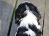 1 chiot mâle Cavalier King Charles LOF tricolore à réserver