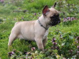 En vente, 1 chiot femelle Bouledogue Français (LOF)