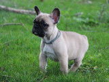 En vente, 1 chiot femelle Bouledogue Français (LOF)