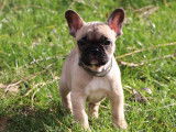 En vente, 1 chiot femelle Bouledogue Français (LOF)