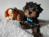 2 chiots mâles Yorkshire Terrier en vente