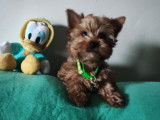 2 chiots mâles Yorkshire Terrier en vente