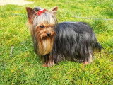 2 chiots mâles Yorkshire Terrier en vente