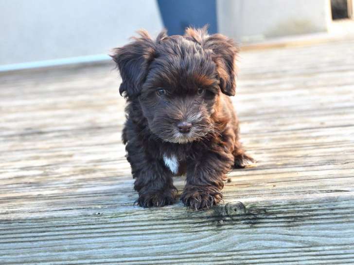 Mise en vente d’un chiot mâle Bichon Havanais chocolat (LOF)