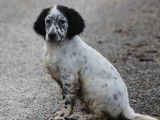 1 chiot mâle Setter Anglais LOF disponible à la vente
