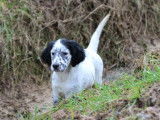 1 chiot mâle Setter Anglais LOF disponible à la vente