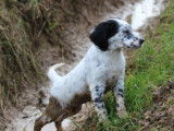 1 chiot mâle Setter Anglais LOF disponible à la vente