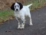 1 chiot mâle Setter Anglais LOF disponible à la vente