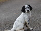 1 chiot mâle Setter Anglais LOF disponible à la vente