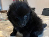 Chiots Spitz Allemand à vendre