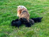 Chiots Spitz Allemand à vendre