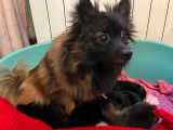 Chiots Spitz Allemand à vendre