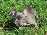 Chiots Bouledogues Français lilac, lilac tan et bleu à vendre
