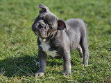Chiots Bouledogues Français lilac, lilac tan et bleu à vendre