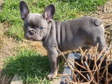 Chiots Bouledogues Français lilac, lilac tan et bleu à vendre