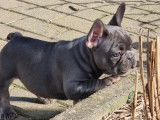 Chiots Bouledogues Français lilac, lilac tan et bleu à vendre