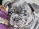 Chiots Bouledogues Français lilac, lilac tan et bleu à vendre