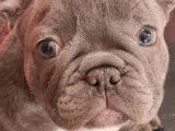 Chiots Bouledogues Français lilac, lilac tan et bleu à vendre