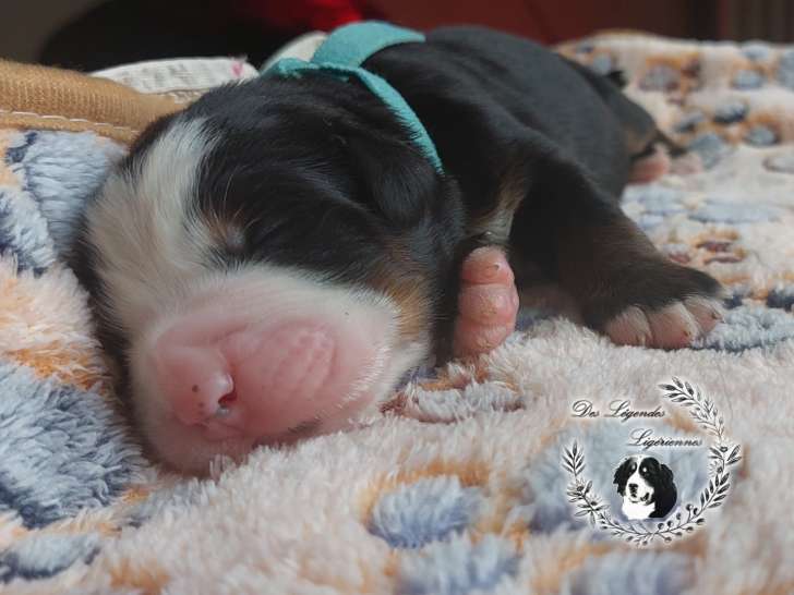 Chiots Bouvier Bernois LOF à vendre