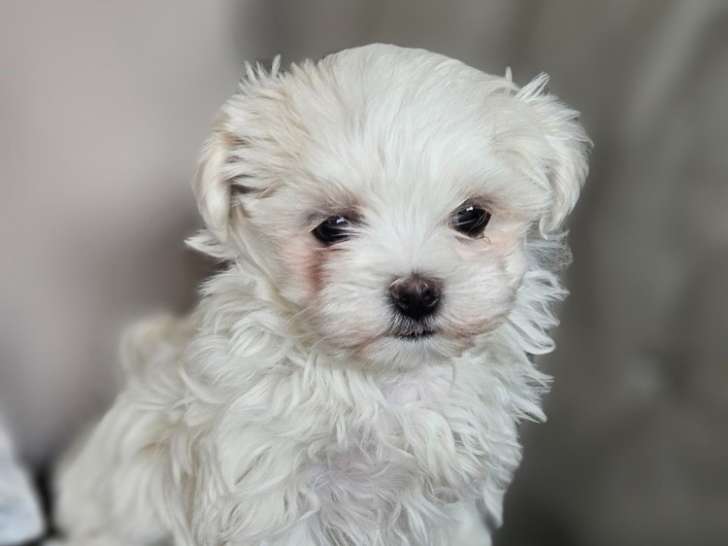 Superbe femelle Bichon Maltais LOF à vendre