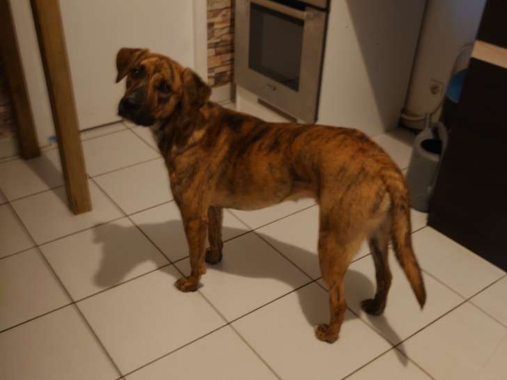 2 chiens à donner