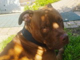 Tango, croisé Dogue de Bordeaux à donner