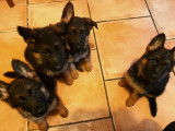 Chiots de race Berger Allemand &agrave; vendre (3 femelles & 1 m&acirc;le)
