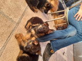 Chiots de race Berger Allemand &agrave; vendre (3 femelles & 1 m&acirc;le)