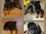 Chiots de race Berger Allemand &agrave; vendre (3 femelles & 1 m&acirc;le)