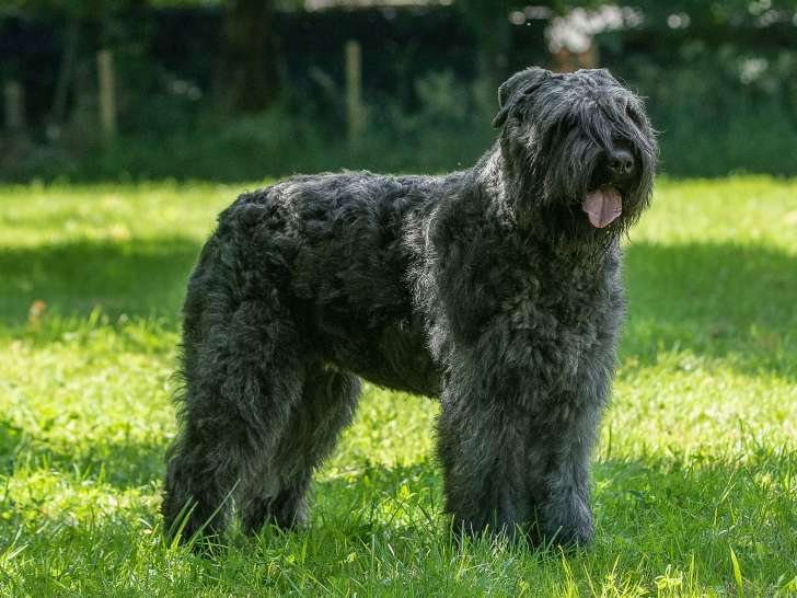 Chien de race Bouvier des Flandres à naître