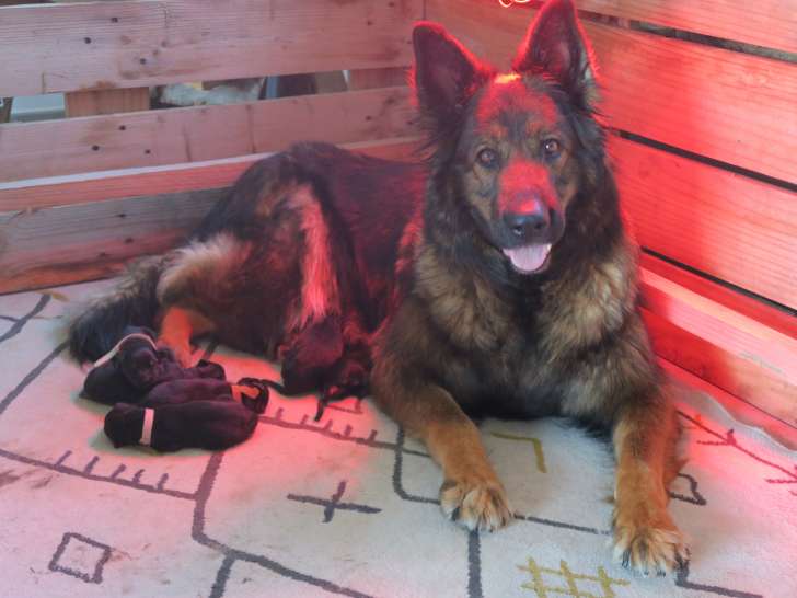 Chiots de race Altdeutscher Schäferhund à vendre (2 femelles & 4 mâles)