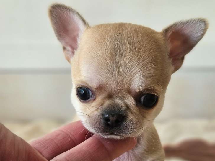 Magnifiques chiots Chihuahua LOF à poil court à vendre
