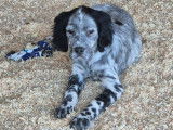 3 chiots Setters Anglais blue belton LOF à vendre