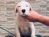 Disponibles à la vente 2 chiots mâles Dogues Argentins (LOF)
