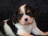 2 chiots mâles Cavaliers King Charles tricolores à vendre (LOF)