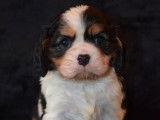 2 chiots mâles Cavaliers King Charles tricolores à vendre (LOF)