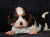 2 chiots mâles Cavaliers King Charles tricolores à vendre (LOF)