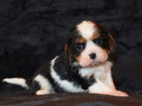 2 chiots mâles Cavaliers King Charles tricolores à vendre (LOF)