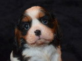 2 chiots mâles Cavaliers King Charles tricolores à vendre (LOF)