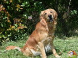 Chien adulte Golden Retriever fauve LOF pour une saillie
