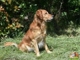 Chien adulte Golden Retriever fauve LOF pour une saillie
