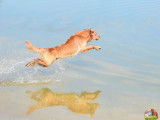 Chien adulte Golden Retriever fauve LOF pour une saillie
