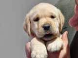 Un chiot mâle Labrador Retriever LOF de couleur sable à acheter