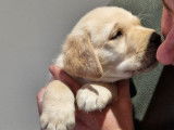 Un chiot mâle Labrador Retriever LOF de couleur sable à acheter