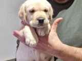 Un chiot mâle Labrador Retriever LOF de couleur sable à acheter