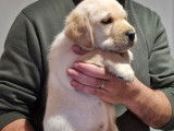 Un chiot mâle Labrador Retriever LOF de couleur sable à acheter