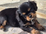 Un chiot femelle Cavalier King Charles LOF noir et fauve disponible à l’achat