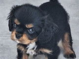 Un chiot femelle Cavalier King Charles LOF noir et fauve disponible à l’achat