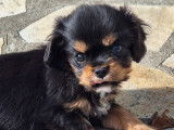 Un chiot femelle Cavalier King Charles LOF noir et fauve disponible à l’achat