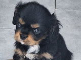 Un chiot femelle Cavalier King Charles LOF noir et fauve disponible à l’achat